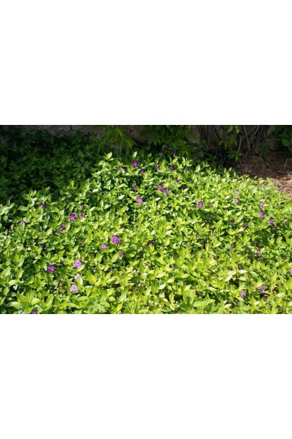 Барвінок малий Атропурпуреа зелений килим